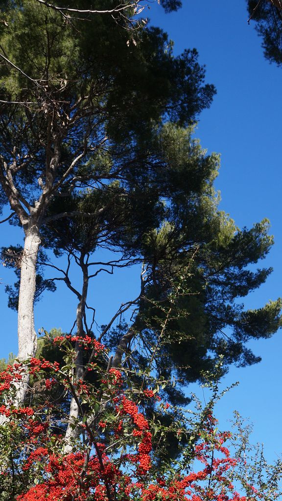 January Colours in Provence...