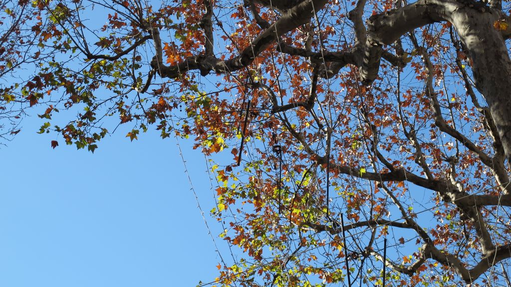 Trees on the Cours Mirabeau in Winter, Aix en Provence