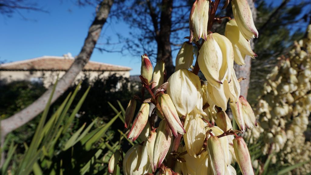 Winter light and nature, Aix-en-Provence