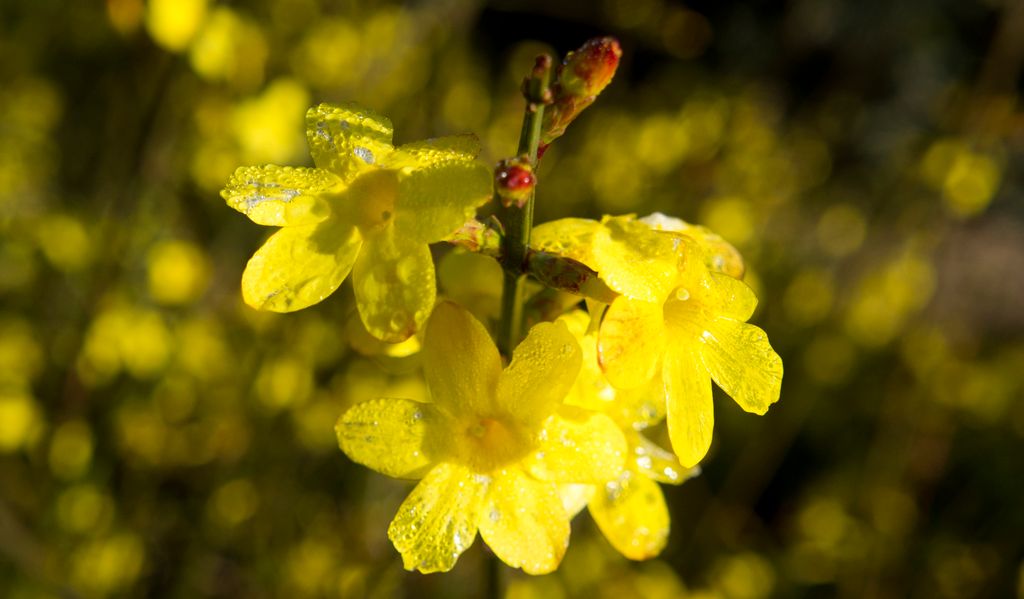 Flowers in Aix-en-Provence in Winter