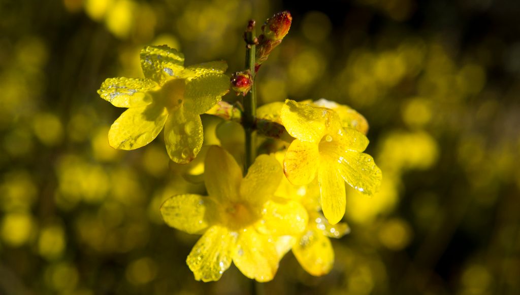 Flowers in Aix-en-Provence in Winter