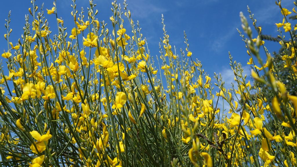 Spring Colours in Provence