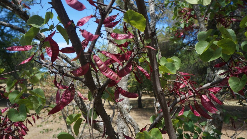 Entremont, Aix-en-Provence