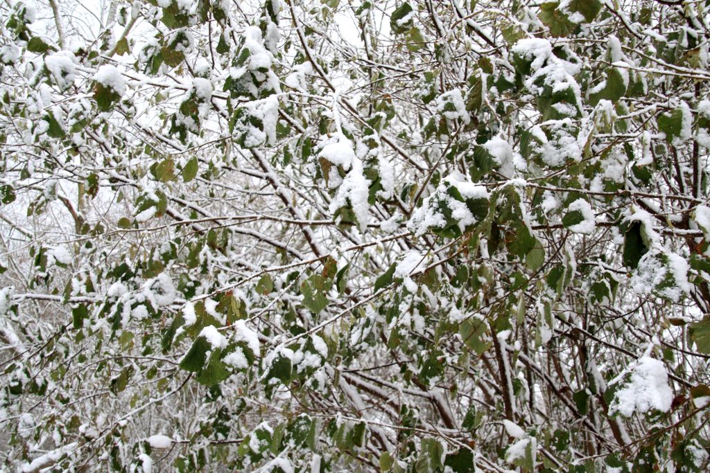 Rare event in Amstelveen: snow …