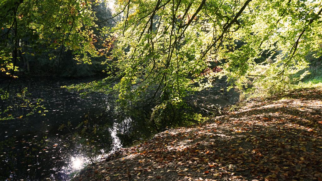 Amsterdamse Bos, a forest nearby Amstelveen