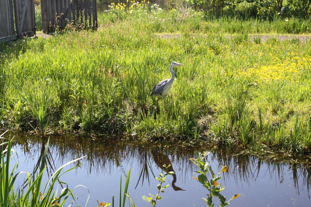 “Elsenhove”, a small polder close to Amstelveen