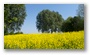 The Dutch countryside in spring (looks like summer...)