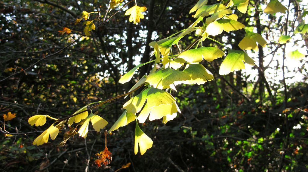 Autumn Colours, 2011 (Amsterdam, Beatrixpark)