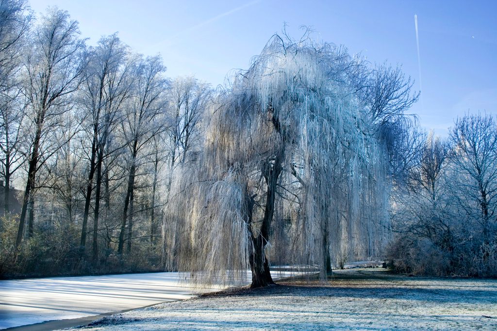 Winter in Beatrixpark, Amsterdam