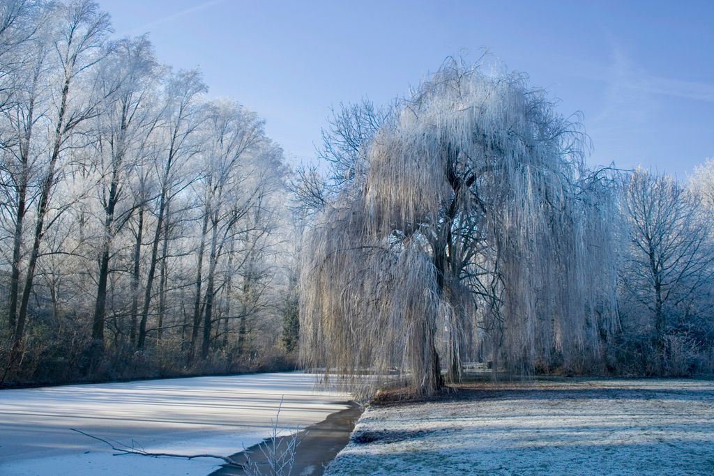 Winter in Beatrixpark, Amsterdam