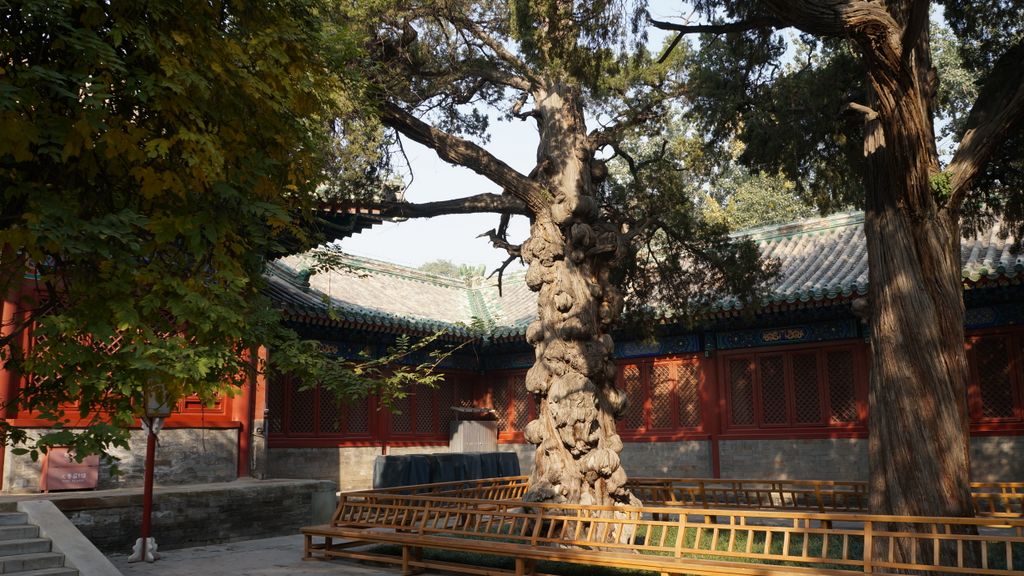 Confucius Temple, Beijing; one of the lesser known places to many, which makes it a peaceful and beautiful place in the big city...