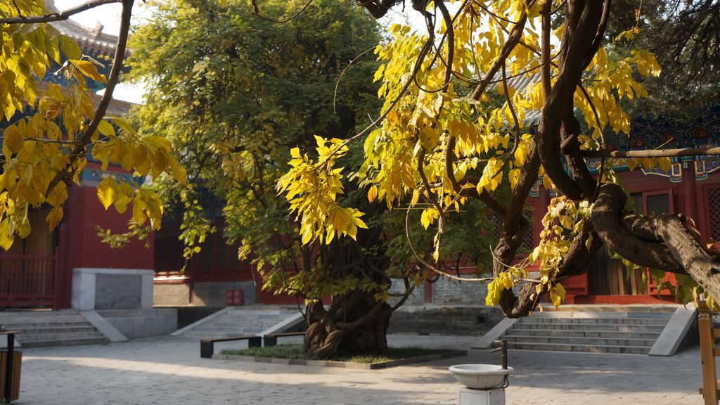 Confucius Temple, Beijing; one of the lesser known places to many, which makes it a peaceful and beautiful place in the big city...