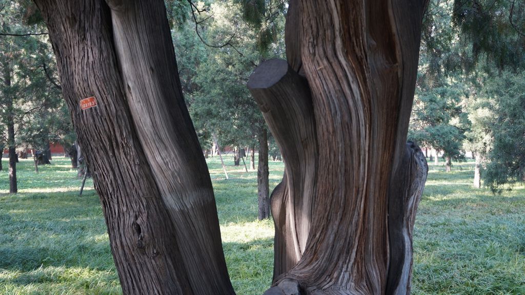 Park of the Temple of Heaven, Beijing; one of the iconic places of the City, extremely popular for people of Beijing...