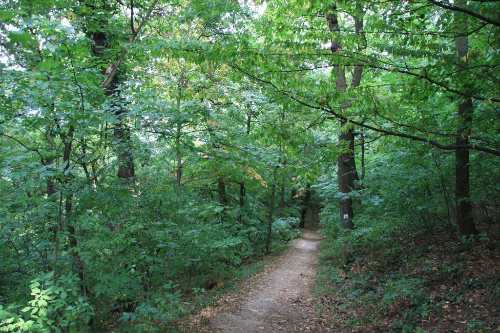 Budapest, on the hills and forests overlooking the city (