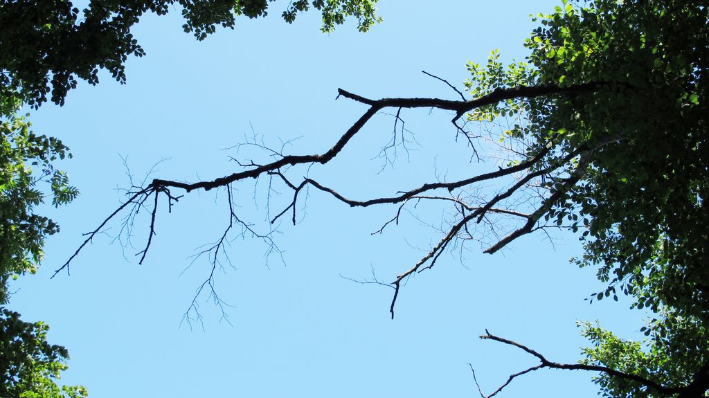 On the hills and forest of Budapest