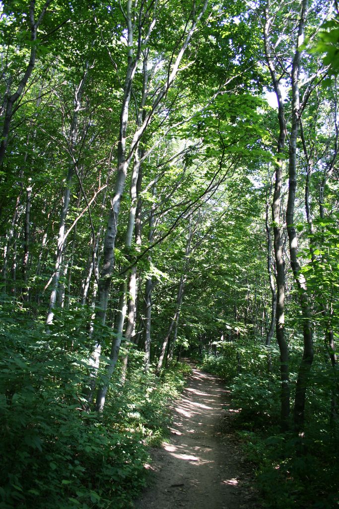 The wood in the hills of Budapest