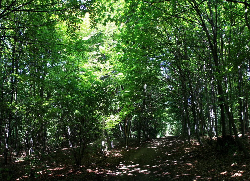 Hills in Budapest (Svábhegy)