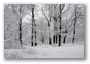 The forest on the hills of Budapest