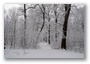 The forest on the hills of Budapest