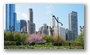 Michigan Avenue Skyline from the Lurie Garden, Millenium Park, Chicago Loop