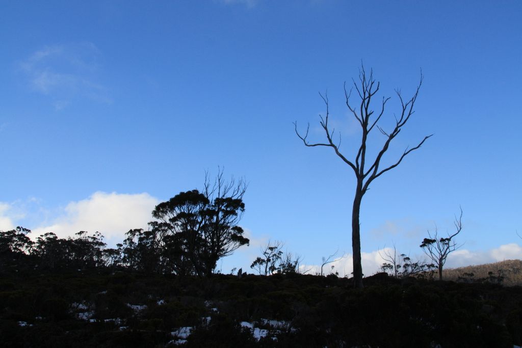 Mount Field West, Mount Field National Park, Tasmania