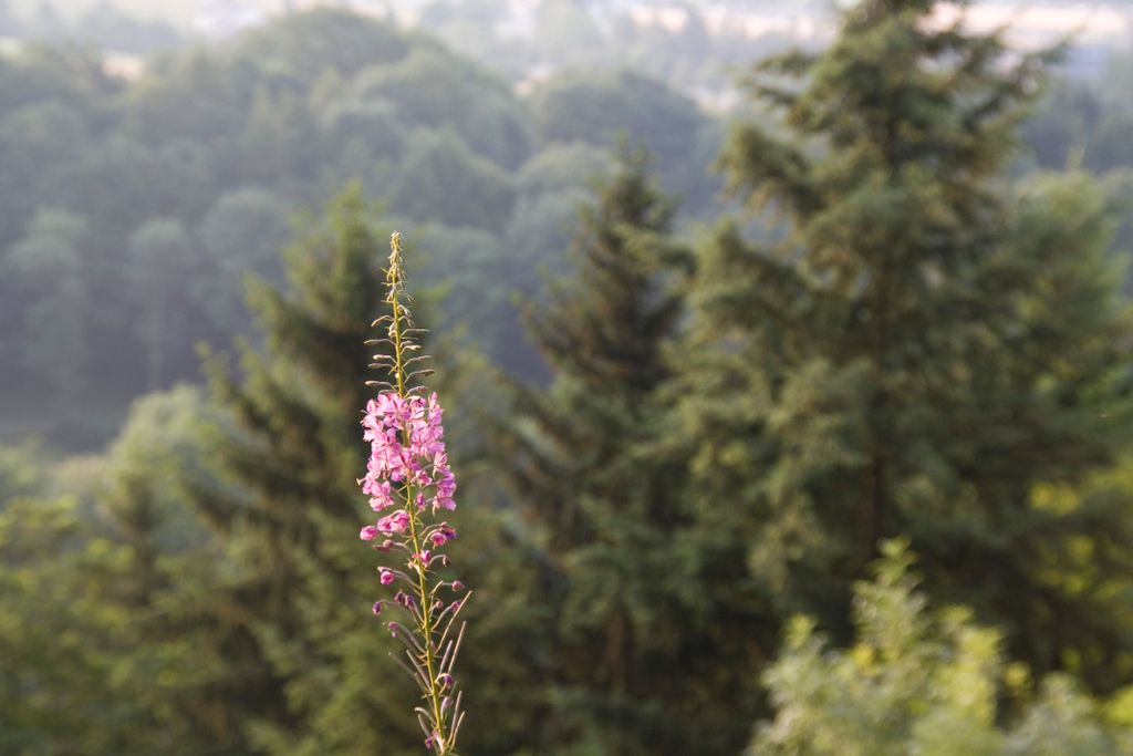 Early morning view of the forest around Dagstuhl castle