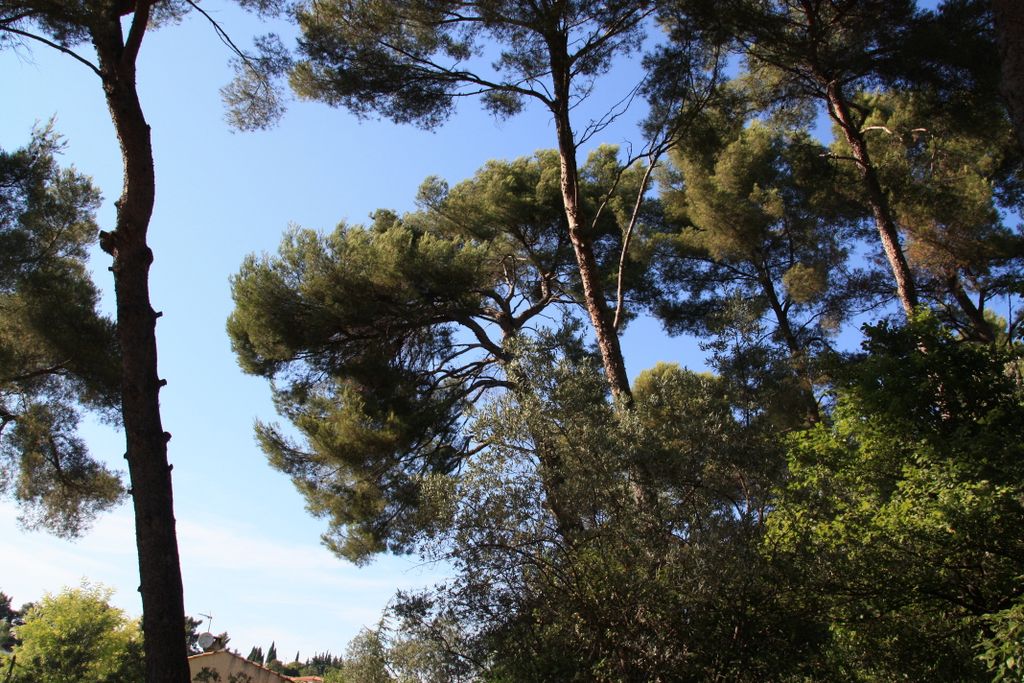 Trees in Provence (in Aix-en-Provence, France)