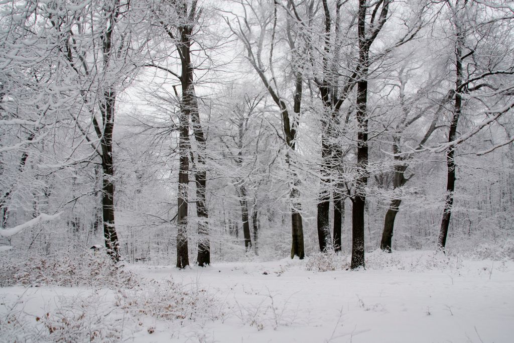 The forest on the hills of Budapest