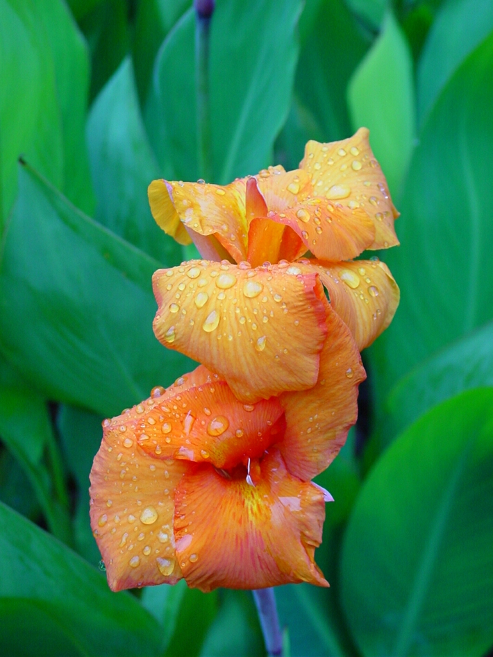 Flower in Hawaii