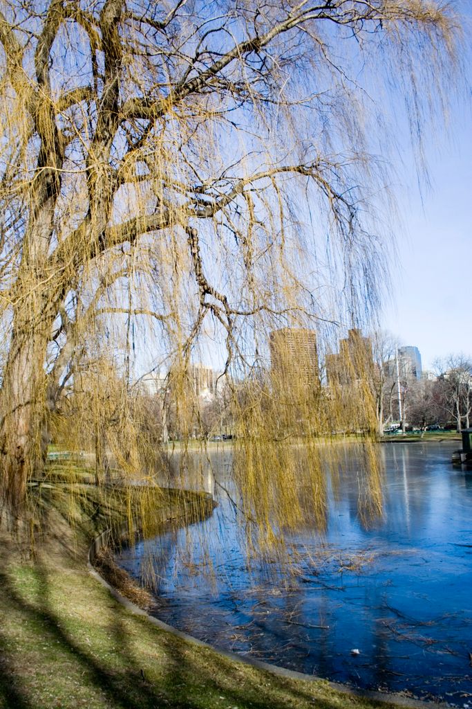 Public Gardens, Boston