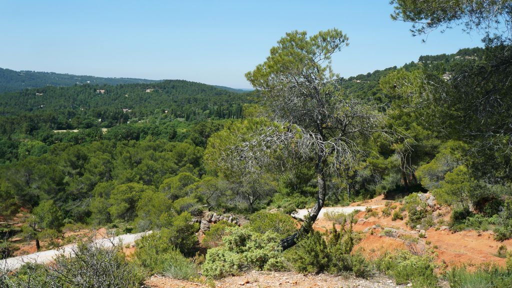 Forest on the St. Victoire by Le Tholonet, nearby Aix-en-Provence