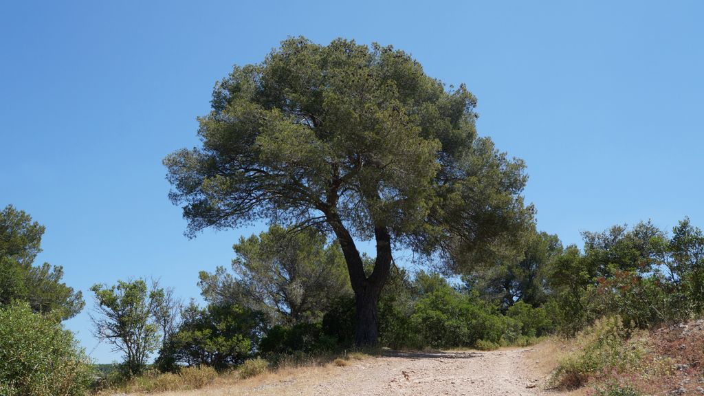 Forest on the St. Victoire by Le Tholonet, nearby Aix-en-Provence