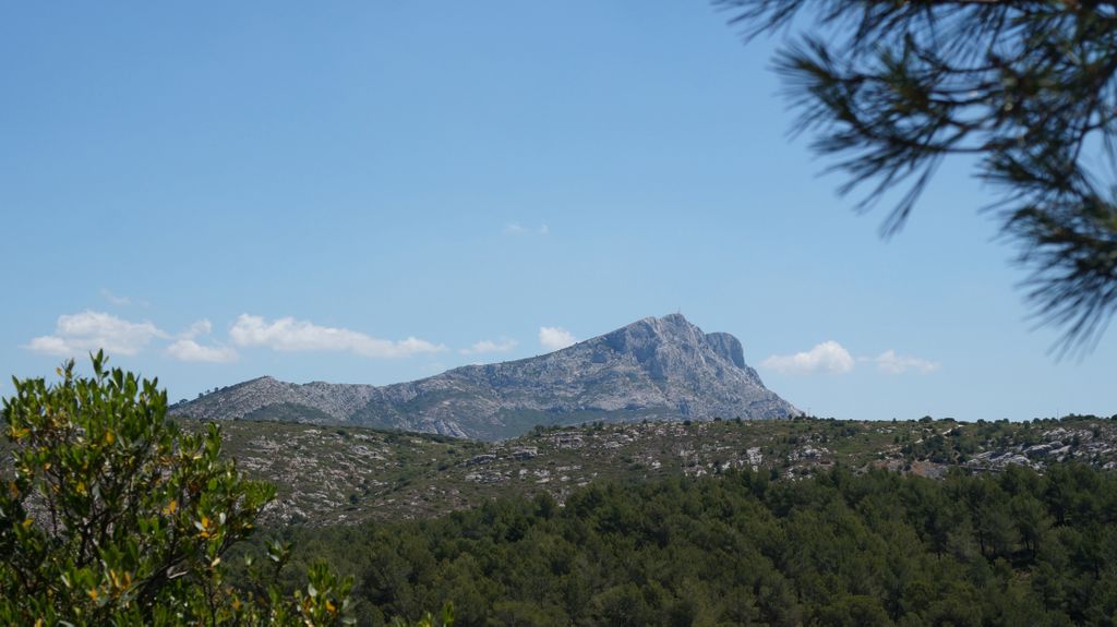 Forest on the St. Victoire by Le Tholonet, nearby Aix-en-Provence