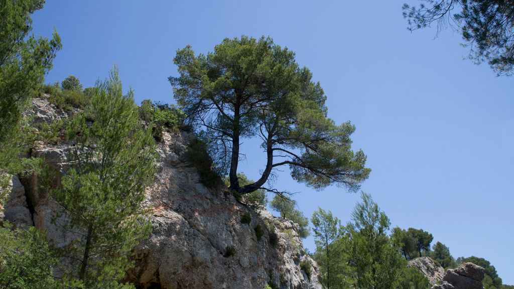 Forest on the St. Victoire by Le Tholonet, nearby Aix-en-Provence