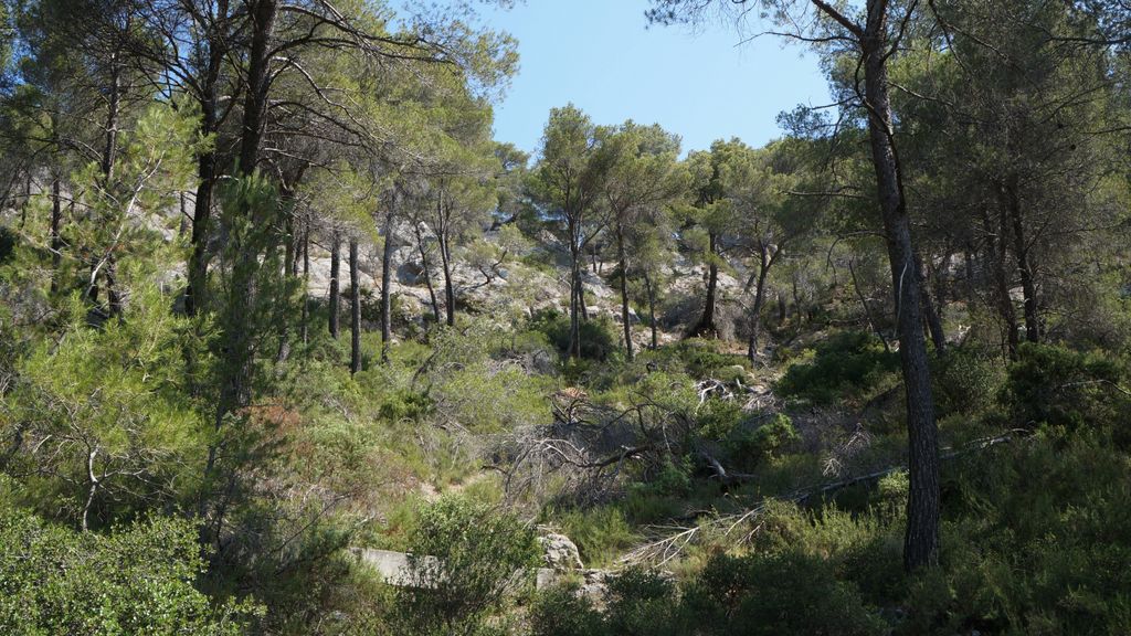 On the path between the Barrage Bimont and le Tholonet, on the side of the St Victoire