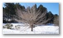 Arnold Arboretum, Boston, on a beautiful winter day