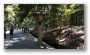 Meiji Shrine, Tokyo, Japan