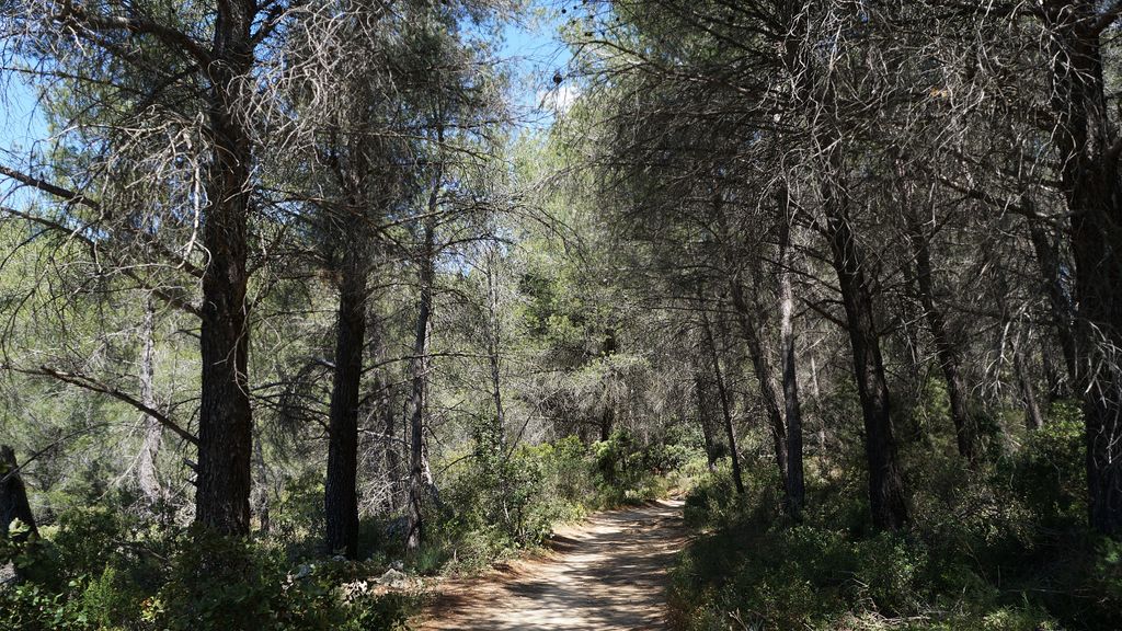 In the forest on the side of the St Victoire, Aix-en-Provence