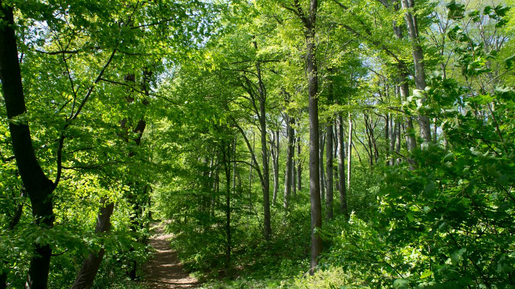 One of the main jewels of Budapest: the forests on the surrounding hills. One may not realize that one is at about 30-40 minutes by public transport from the city center...