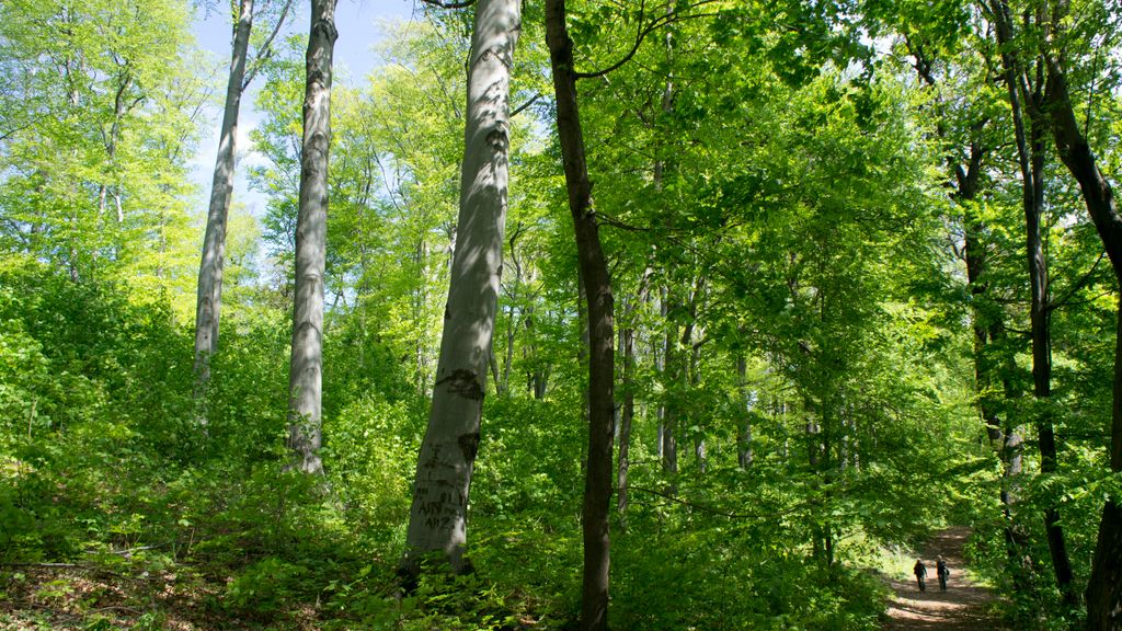 One of the main jewels of Budapest: the forests on the surrounding hills. One may not realize that one is at about 30-40 minutes by public transport from the city center...