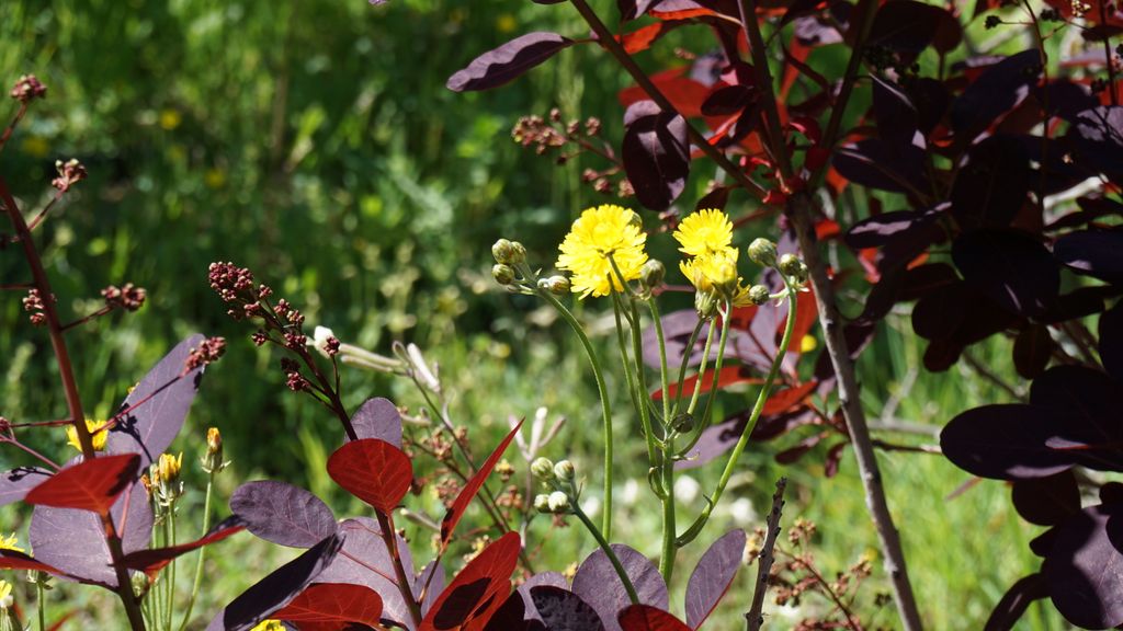 Spring colours in Aix-en-Provence