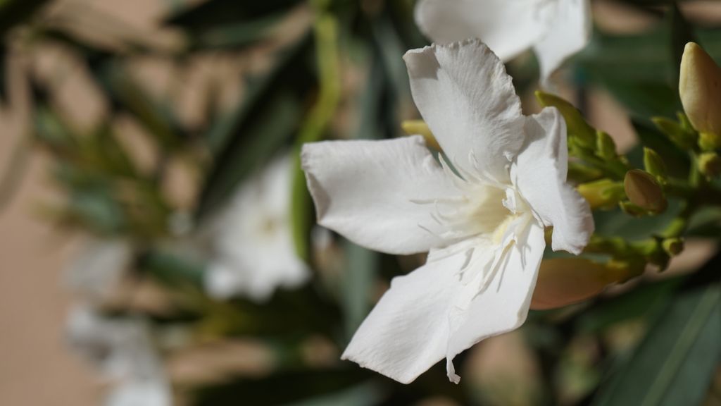 Flowers on the terrace