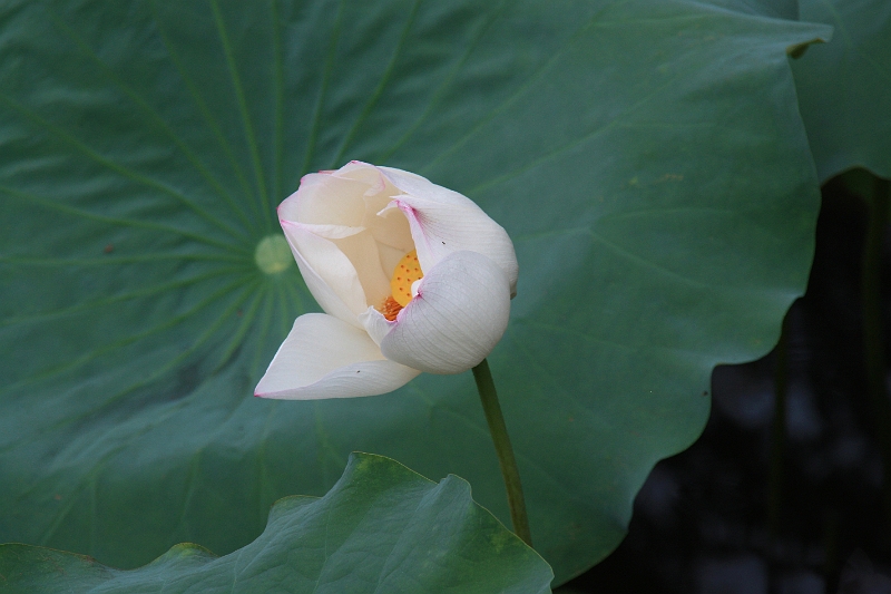 cimg_2024.jpg - Around the West Lake, Hangzhou, China