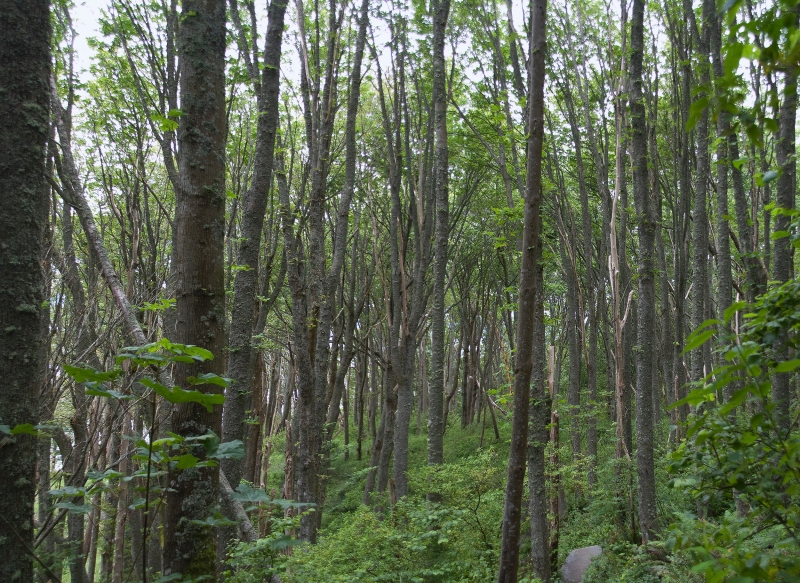 SeattleForest.jpg - A small park on the outskirts of Seattle (visited with Ann Basetti)