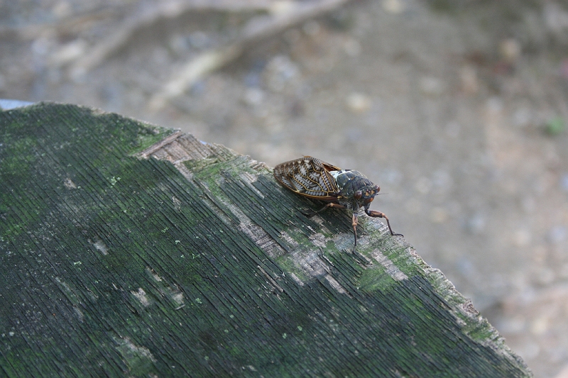 IMG_1469.jpg - These crickets were everywhere in Kyoto