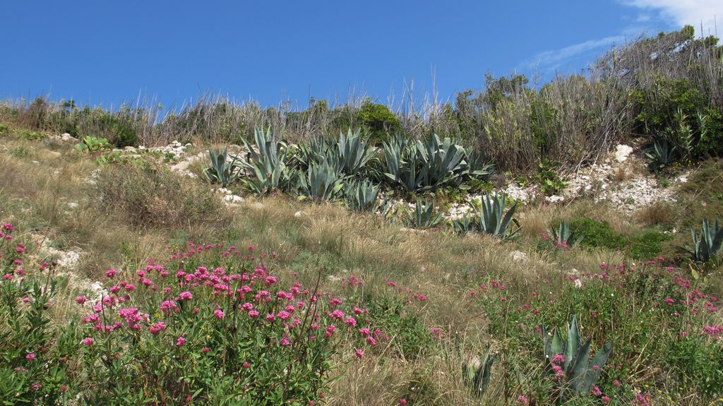 Frioul Island, Marseille