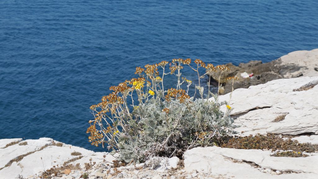 The seashore by la Madrague, a faraway suburb of Marseille