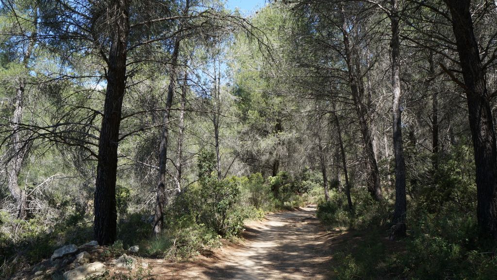 In the forest on the side of the St Victoire, Aix-en-Provence