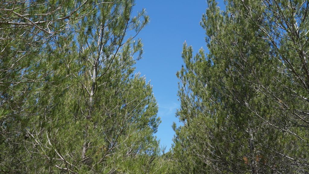 bIn the forest on the side of the St Victoire, Aix-en-Provence