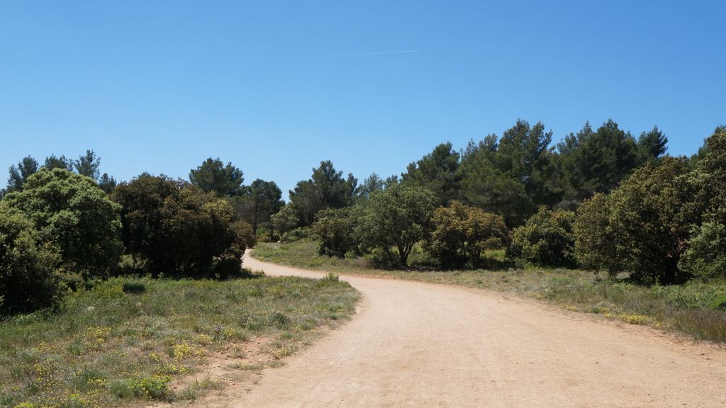 In the forest on the side of the St Victoire (Plateau de Bibémus), Aix-en-Provence